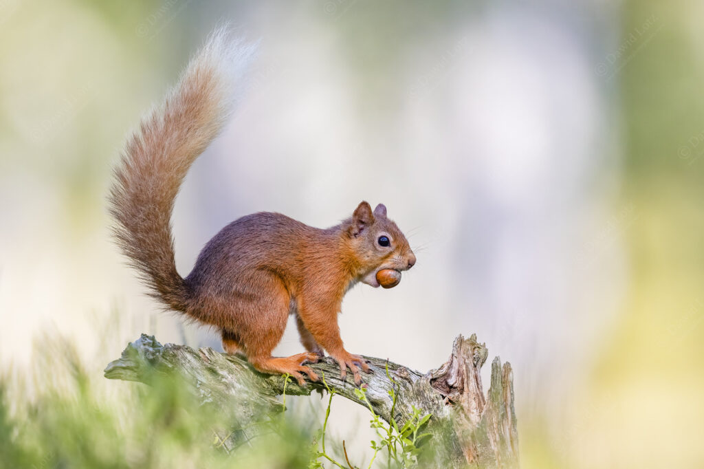 2021 Red Squirrel with nut at Rothiemurchus w2000