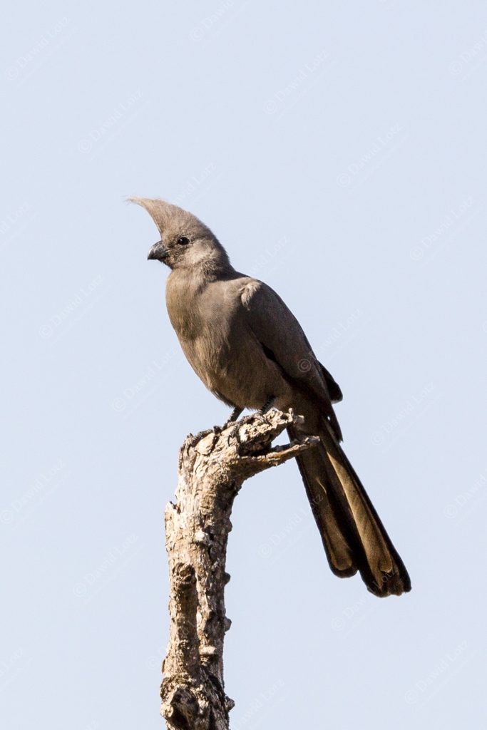 2016 – Grey Go-away-bird (Kwêvoël) on Mlambane Loop — Afsaal picnic spot 2016 Grey Go away bird Kwêvoël on Mlambane Loop Afsaal picnic spot