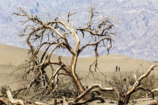 2013 Dead trees near Panamint Springs 1170