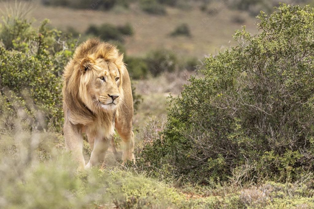 2019 Lion at Domkrag lookout7