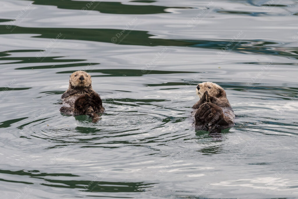 2022 Sea Otter with cub Homer
