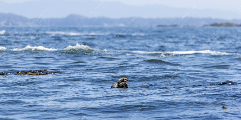 2025 Sea Otters with cub dry coastal life safari Ecluelet