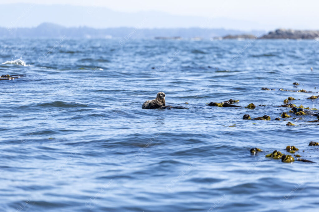 2025 Sea Otters with cub dry sealife safari Ecluelet2