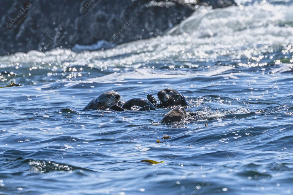 2025 Sea Otters with cub wet sealife safari Ecluelet2