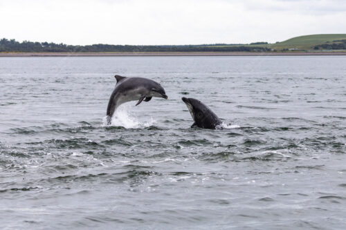 2021 Dolphins facing each other Chanonry Point1 1