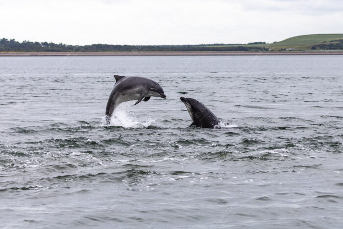 2021 Dolphins facing each other Chanonry Point1 1