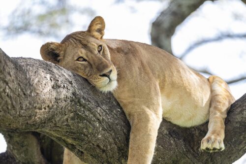 2023 Tree climbing lion closeup Ndutu area