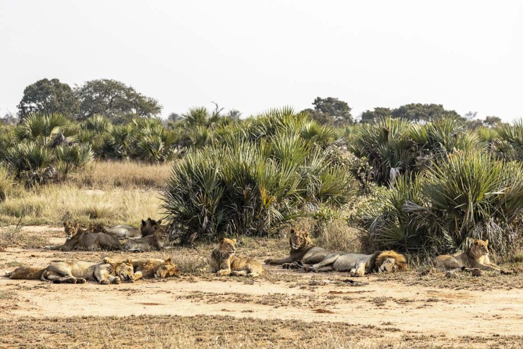 2023 lions Sweni pride On walk Sweni river near Satara