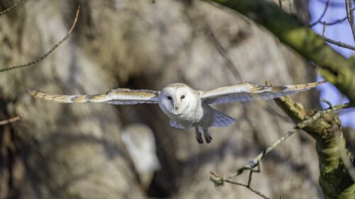 2024 Barn Owl likely female approaching investigatively Aberfeldy1