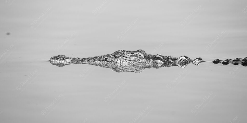 2024 A young crocodile mirrored at Sunset Dam near Lower Sabie Rest Camp BW