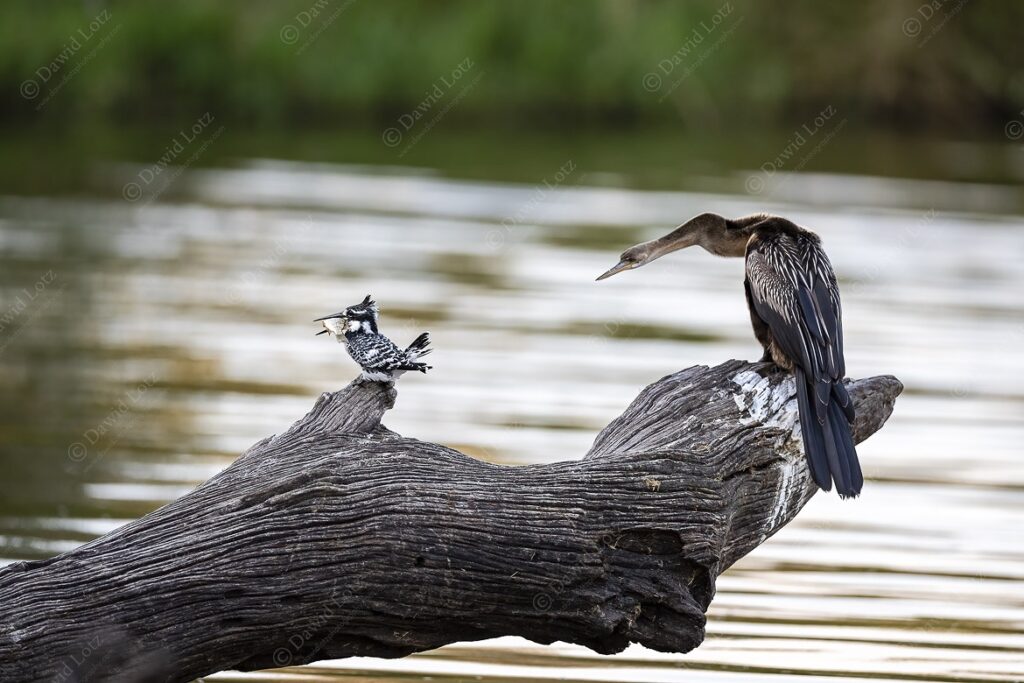 2024 African Darter looking jealously at a Pied Kingfisher with a fish Lake Panic near Skukuza