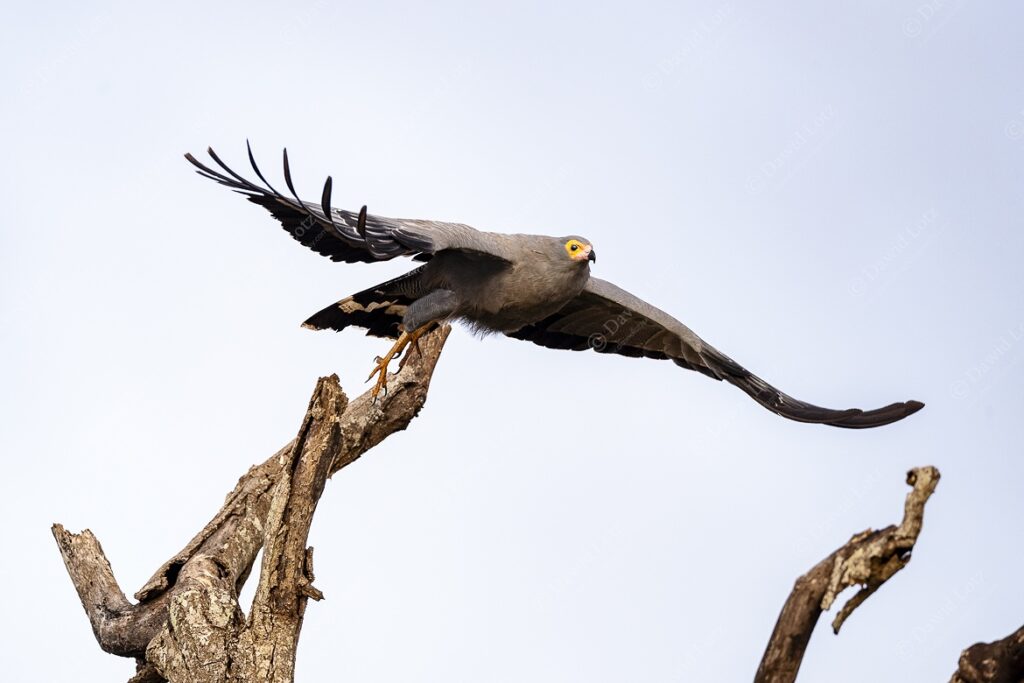 2024 African Harrier Hawk taking off after looking for insects and prey on dead tree near Crocodile Bridge Rest Camp