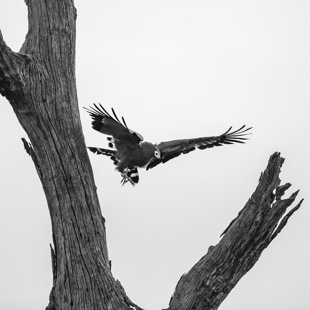 2024 African Harrier Hawk taking off after looking for insects and prey on dead tree near Crocodile Bridge Rest Camp BW