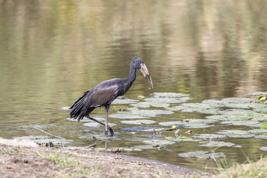 2024 African Openbill Stork foraging Sweni Hide