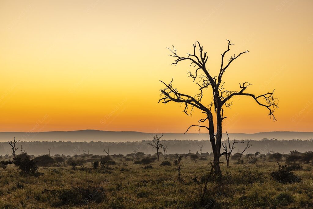 2024 Dead tree against lovely early morning atmpsphere near Crocodile Bridge Rest Camp