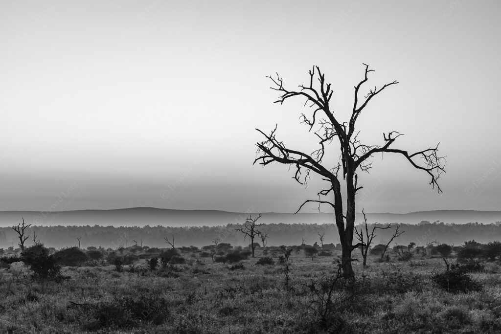 2024 Dead tree against lovely early morning atmpsphere near Crocodile Bridge Rest Camp BW