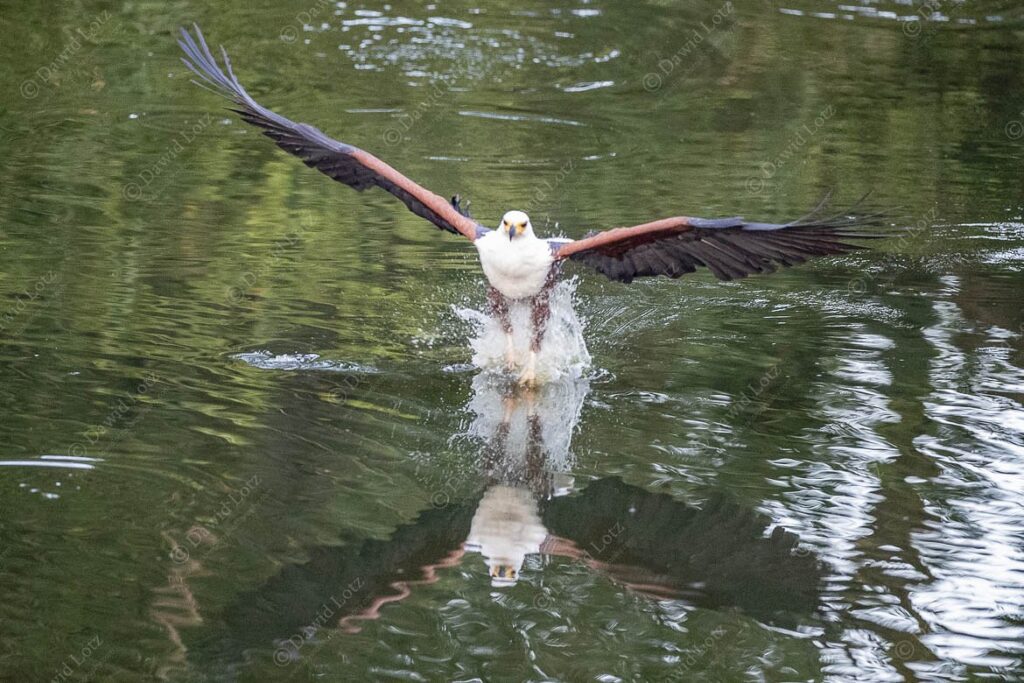 2024 Fisheagle early morning attempt to fish in very poor light Vurhami river near Crocodile Bridge Rest Camp