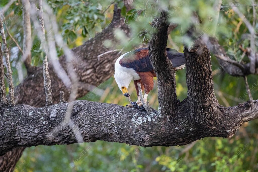 2024 Fisheagle early morning enjoying its catch in very poor light Vurhami river near Crocodile Bridge Rest Camp