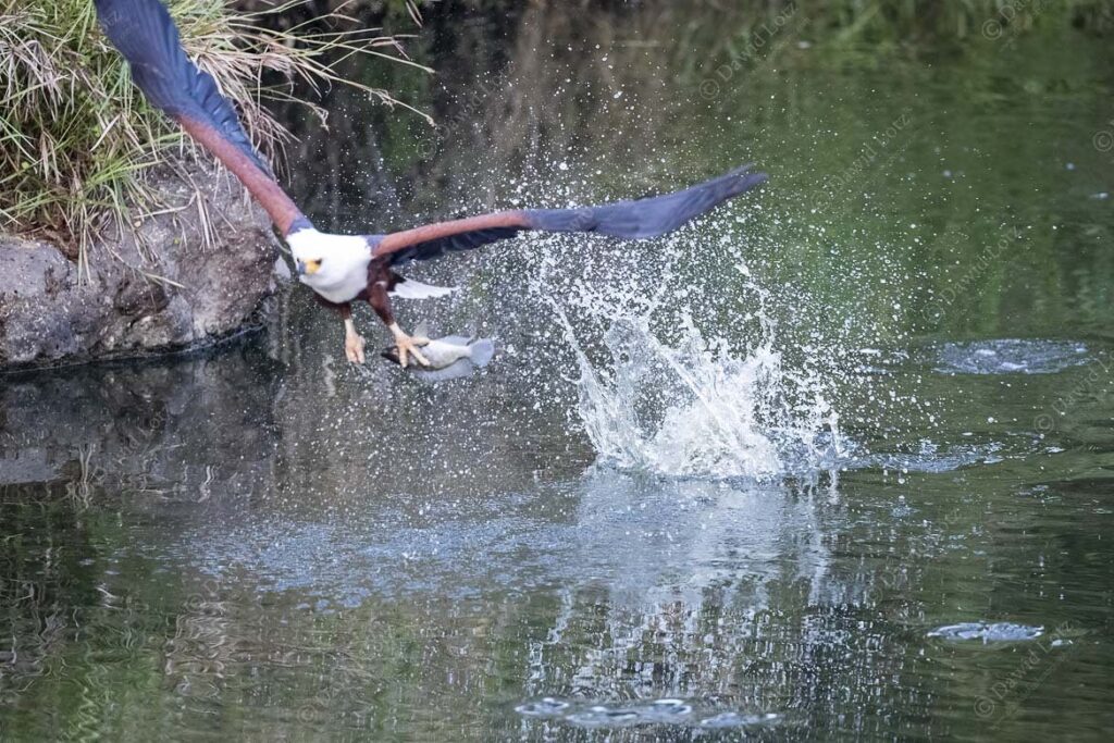 2024 Fisheagle early morning with fish in very poor light Vurhami river near Crocodile Bridge Rest Camp