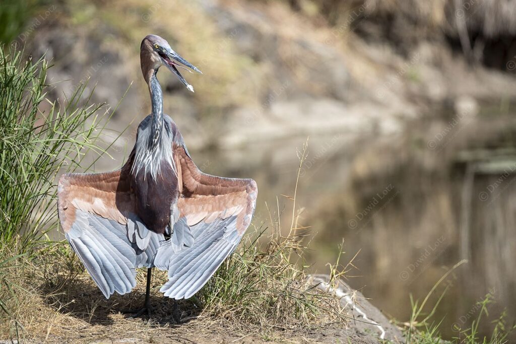 2024 Goliath Heron enjoying the sun Sweni hide