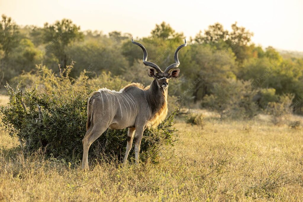 2024 Greater Kudu with a golden mane in the setting sun near Skukuza