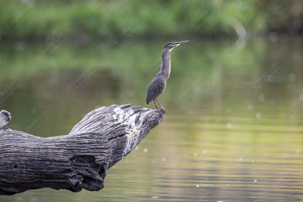 2024 Green backed Heron at ideal vantage point Lake Panic near Skukuza