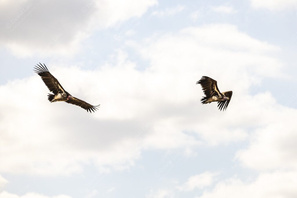 2024 Lapped faced Vultures on a mission near Satara