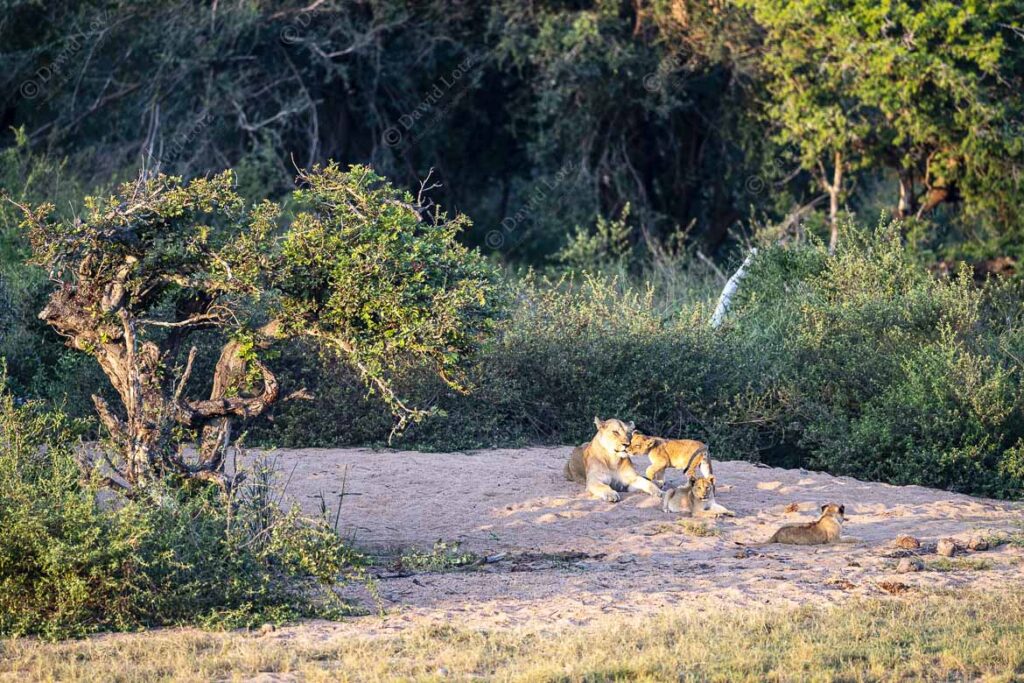 2024 Lioness with cubs at sunset at Gezantombi Waterhole near Crocodile Bridge Rest Camp