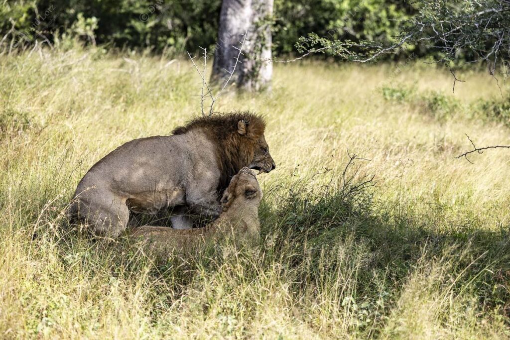 2024 Lions mating not far from Crocodile Bridge Rest Camp