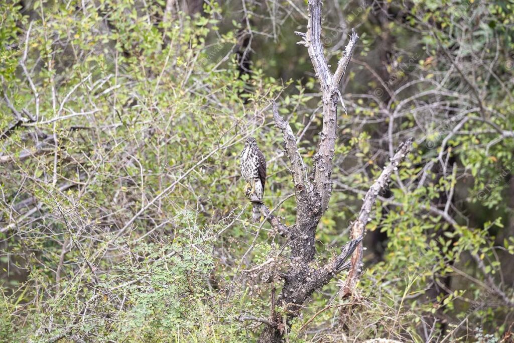 2024 Little Sparrow hawk patiently watching Lake Panic near Skukuza