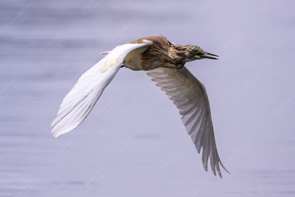 2024 Squacco Heron in full flight a rare sighting Lake Panic near Skukuza