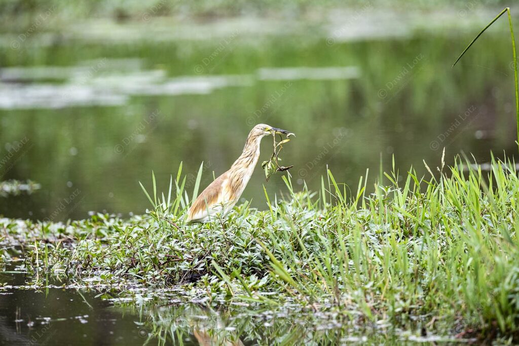 2024 Squacco Heron with fish Lake Panic near Skukuza