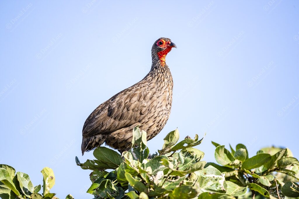 2024 Swainsons Spurfowl bathing in early morning sun near Crocodile Bridge Rest Camp