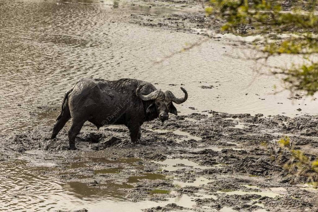 2024 buffalo bull rolling in the mud 22Dagga Boy22 Kumanadadam