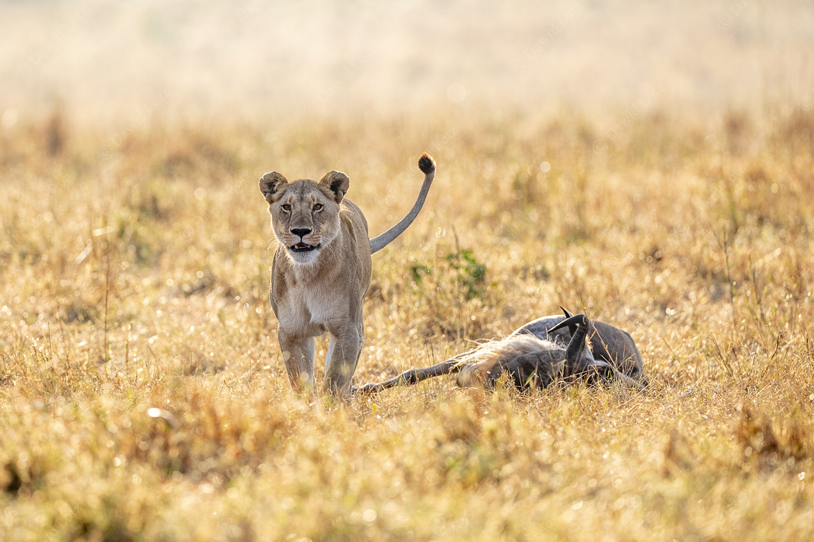 2024 Lioness early morning inquisitive stare golden bearded wildebeest kill Masai Mara