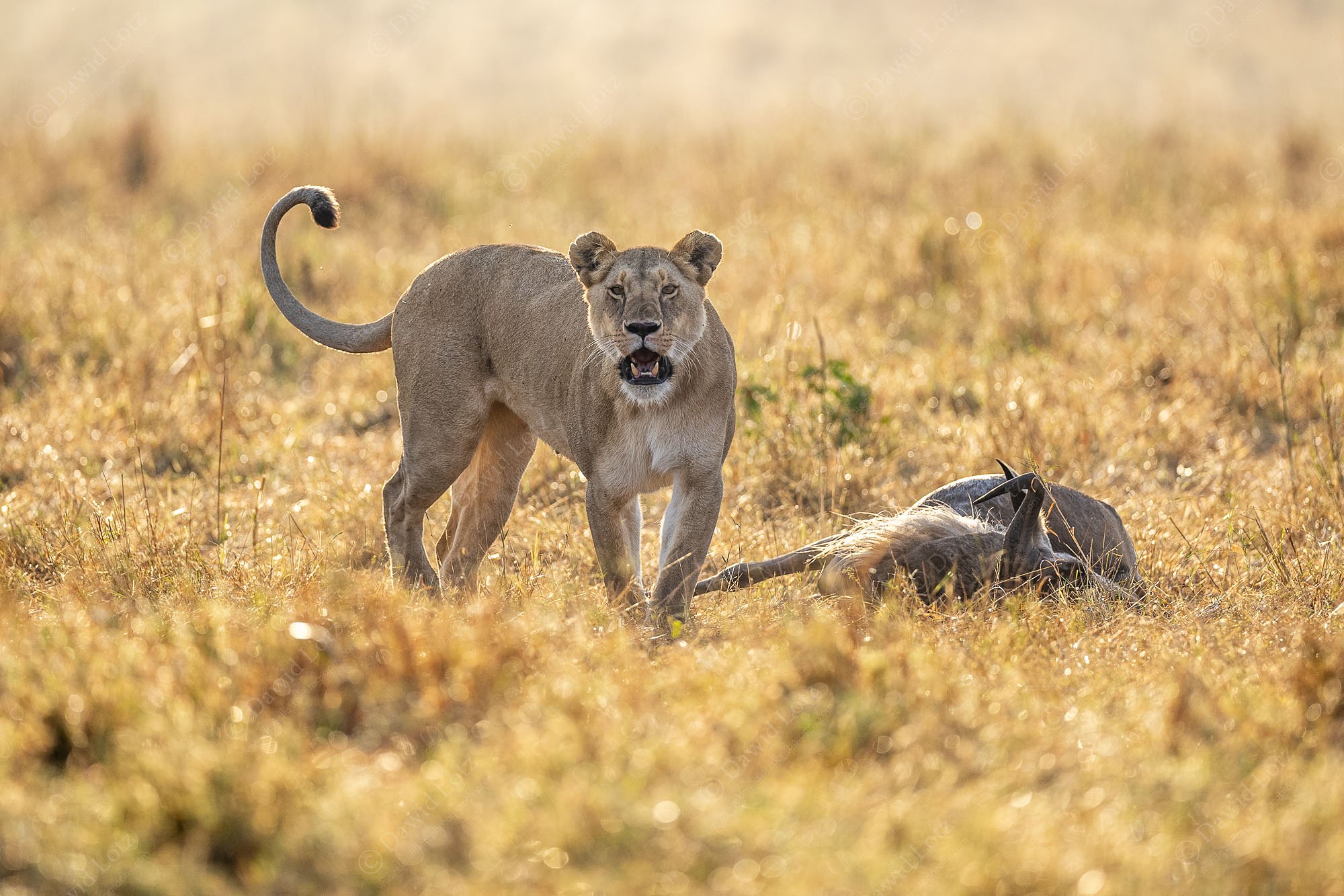 2024 Lioness early morning towering over golden beard wildebeest Masai Mara